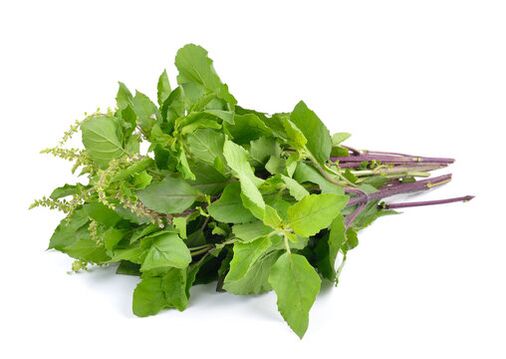 Basil leaves in nicode spray